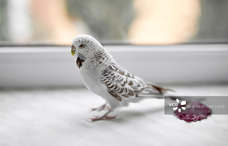 白色波纹鹦鹉在窗台上行走图片素材