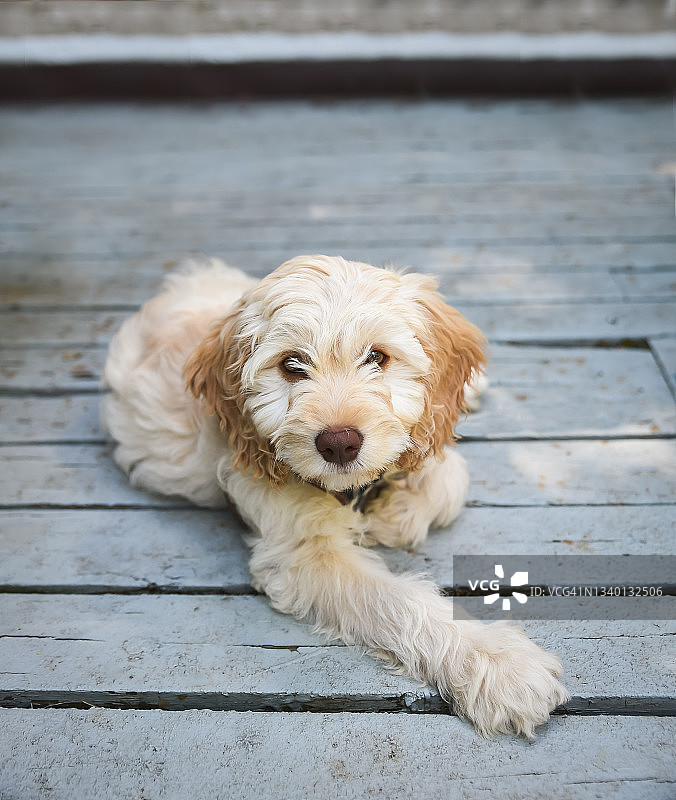 年轻可卡贵宾犬幼犬躺在户外甲板上图片素材