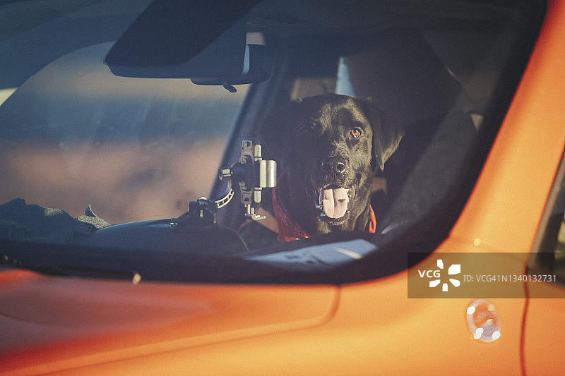 小狗正在透过车窗向外看，亚利桑那州，纪念碑谷图片素材