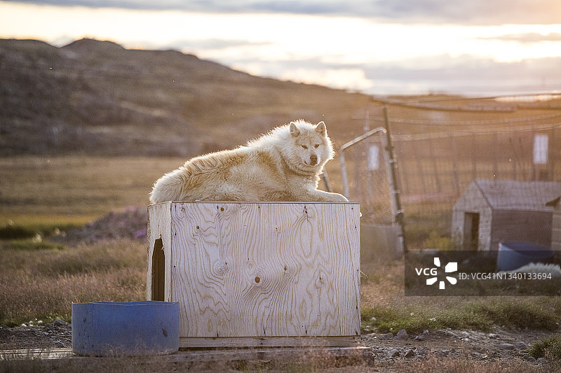 白色哈士奇雪橇犬在狗屋顶上休息图片素材