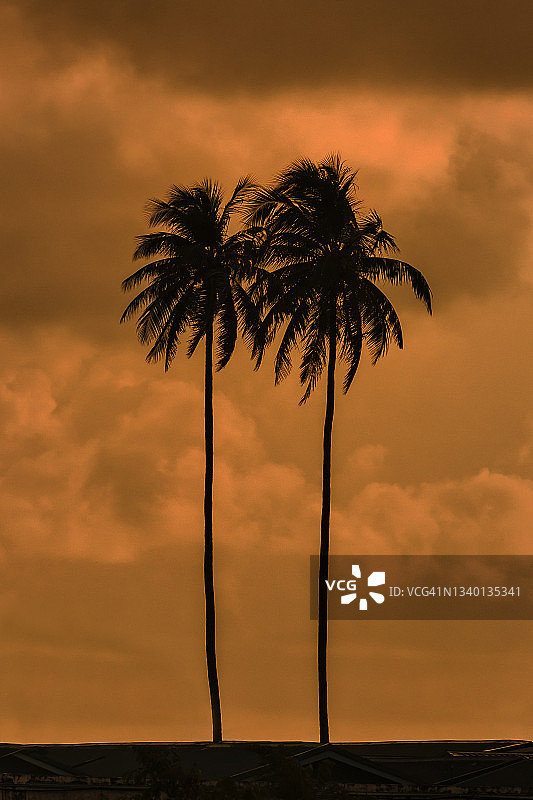 马尔代夫日落时分的两棵棕榈树剪影图片素材