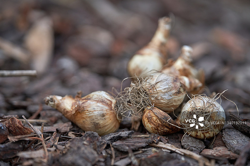饱满的水仙花球茎图片素材