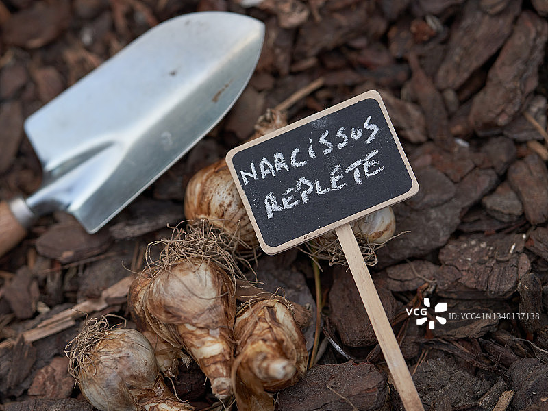 饱满的水仙花球茎图片素材