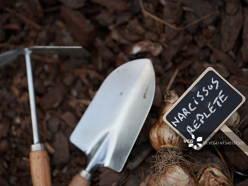 饱满的水仙花球茎图片素材