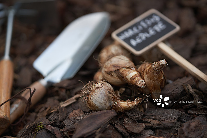 饱满的水仙花球茎图片素材
