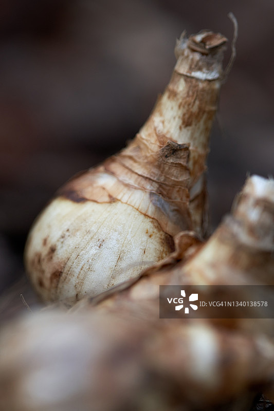 饱满的水仙花球茎图片素材