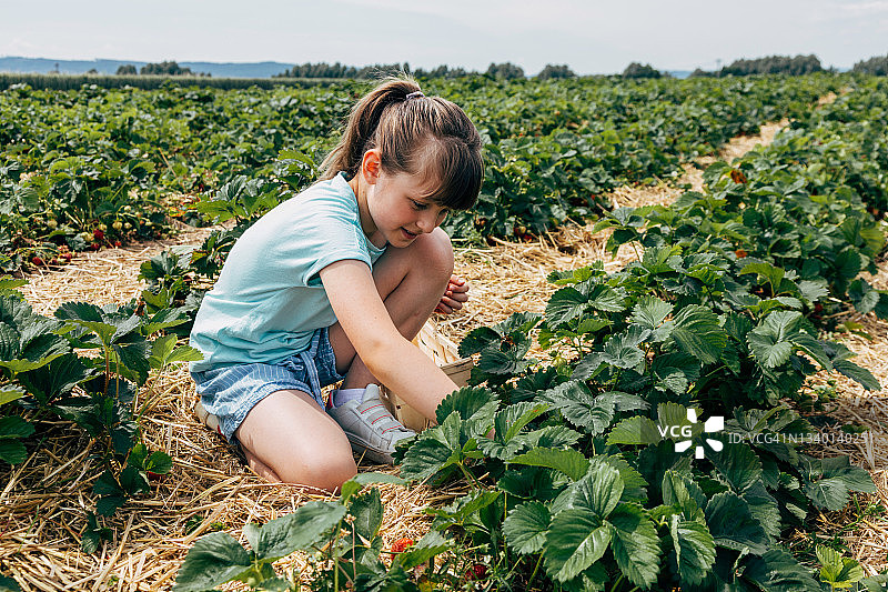 女孩在田野里采摘草莓图片素材