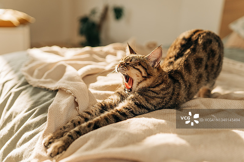 纯白色猫咪在白色床上用品上睡觉图片素材