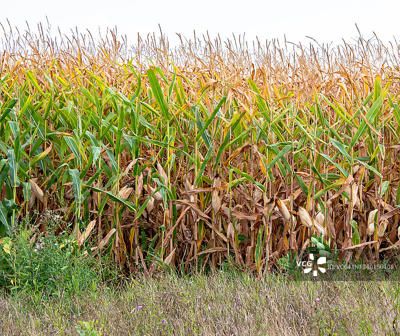 玉米田中干燥的玉米植株图片素材