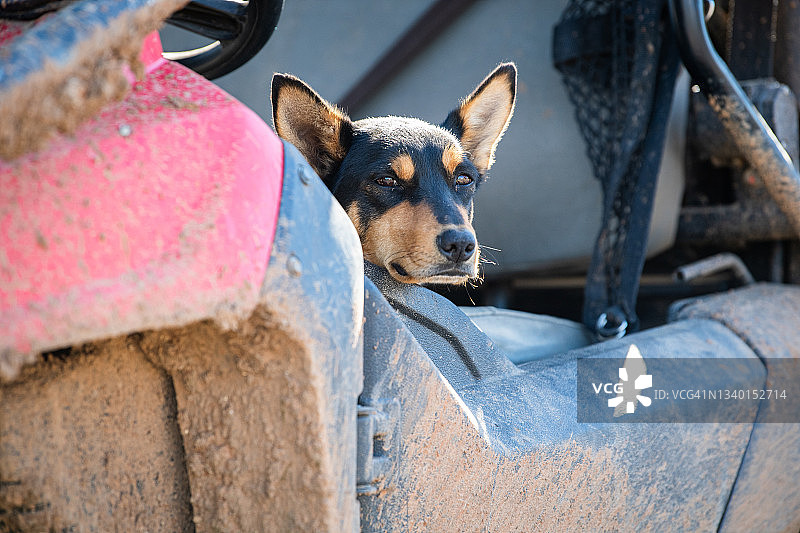 乡村环境中的克尔皮犬图片素材