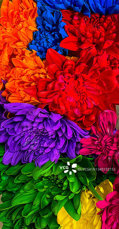 鲜艳的人工染色花朵特写图片素材