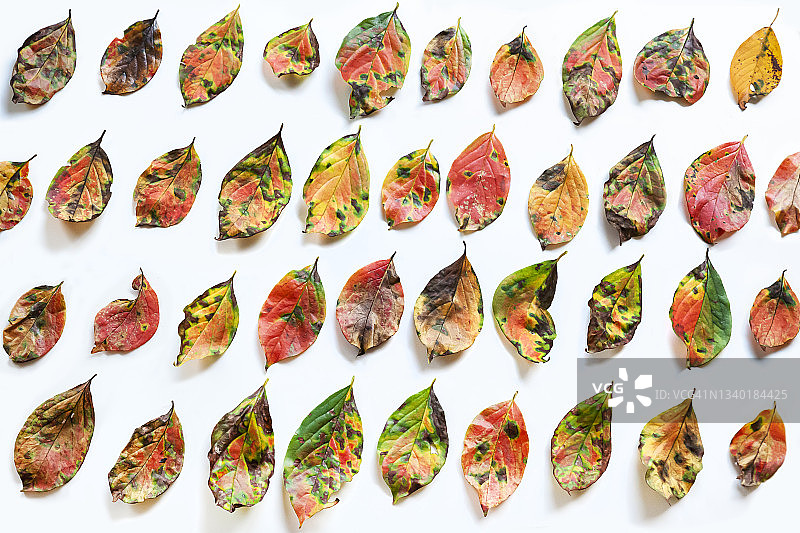 以有序方式排列的各种面孔的秋叶图片素材