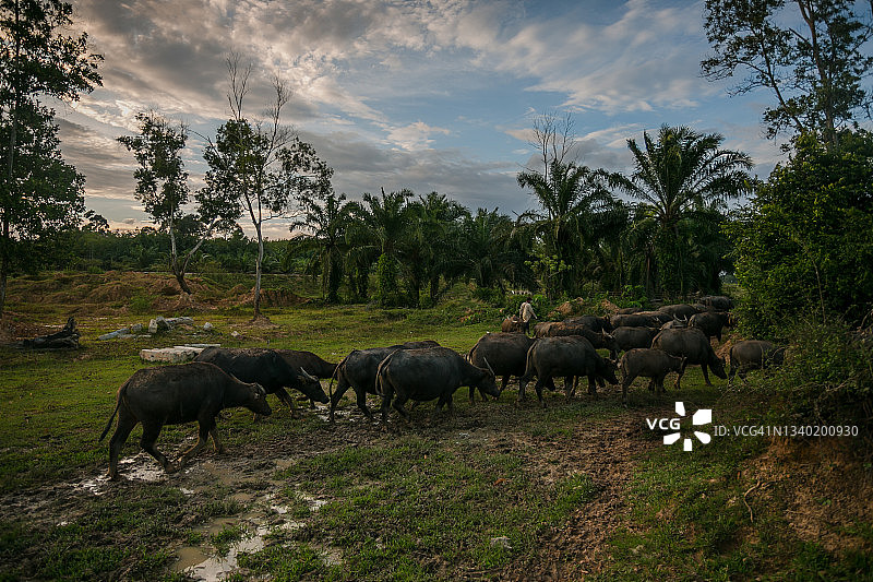 泰国水牛图片素材