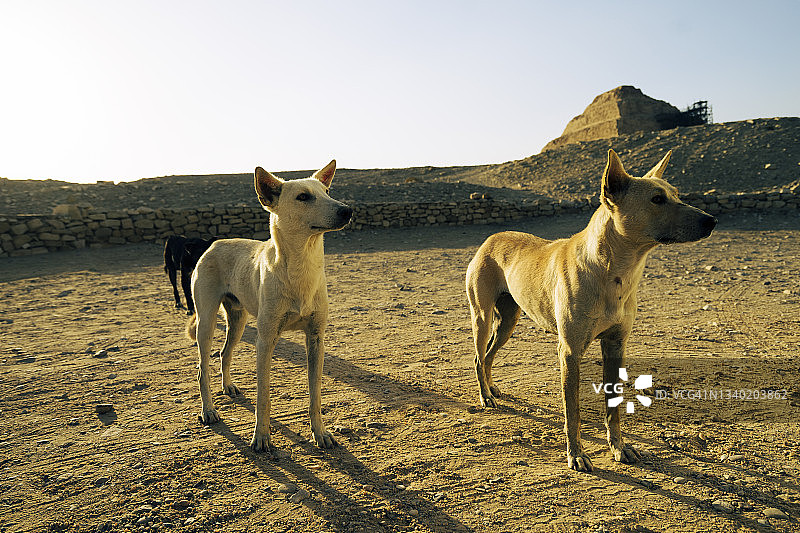 在埃及塞加拉阶梯金字塔周围等待游客喂食的狗图片素材