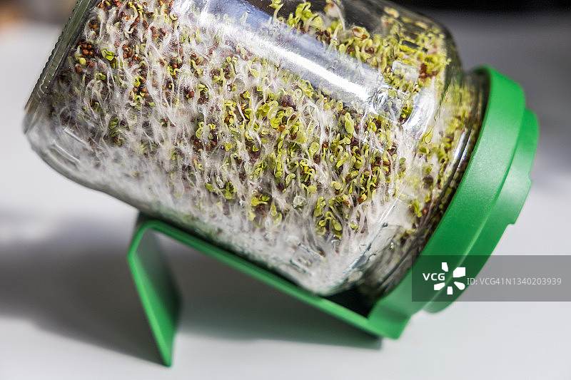 发芽罐中的西兰花芽图片素材