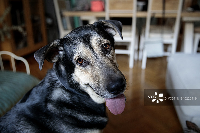 在家看着镜头的滑稽大狗头图片素材