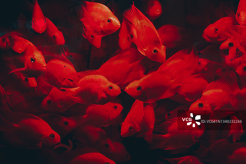 水族馆里的热带鱼特写图片素材