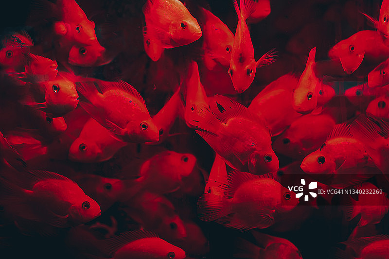 水族馆里的热带鱼特写图片素材