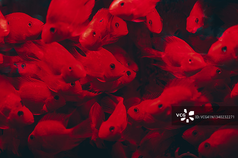 水族馆里的热带鱼特写图片素材