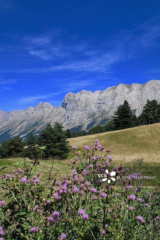 阿尔卑斯山的蓟图片素材