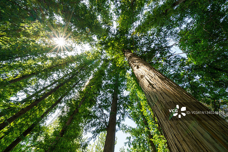 参天大树下图片素材