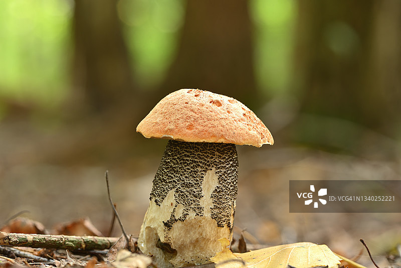 小红帽图片素材