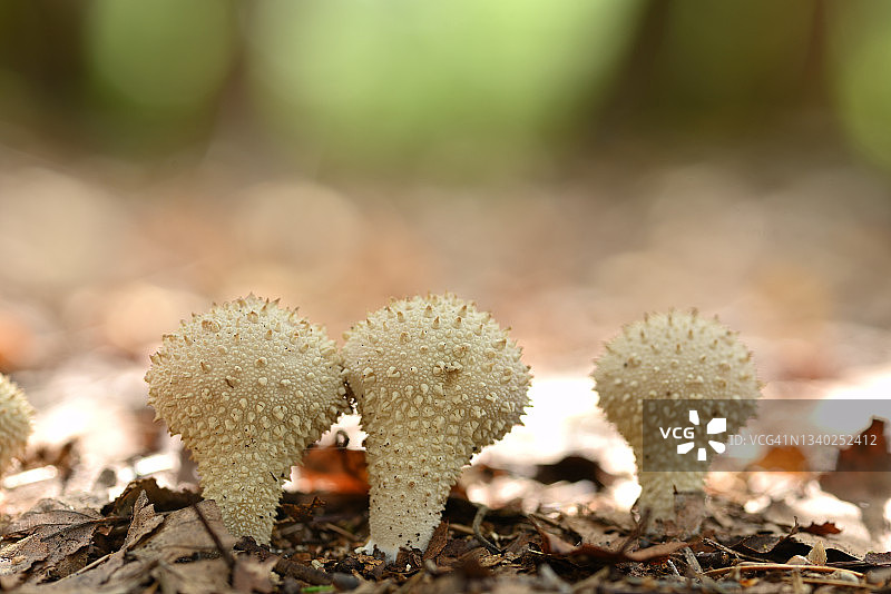 森林地面上的瓶状秃马勃图片素材