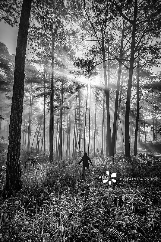 松林中的人们图片素材