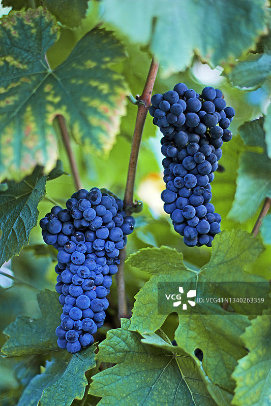 两串葡萄图片素材