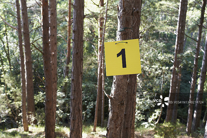 森林中标记为一号的树木特写图片素材