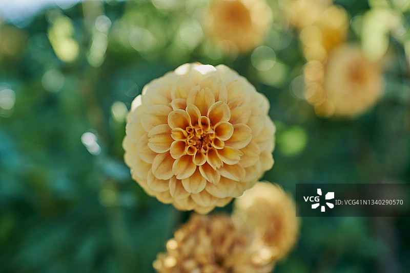 柔和黄色大丽花特写图片素材