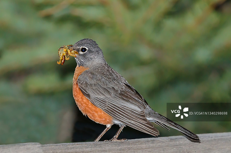 美洲知更鸟喂食图片素材