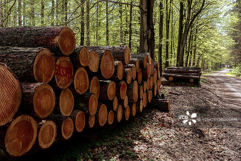 春天山毛榉森林中堆叠的木材图片素材