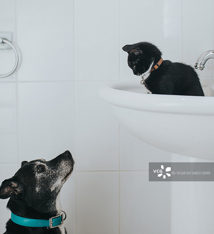 小狗抬头看着坐在浴室水槽里的幼猫图片素材