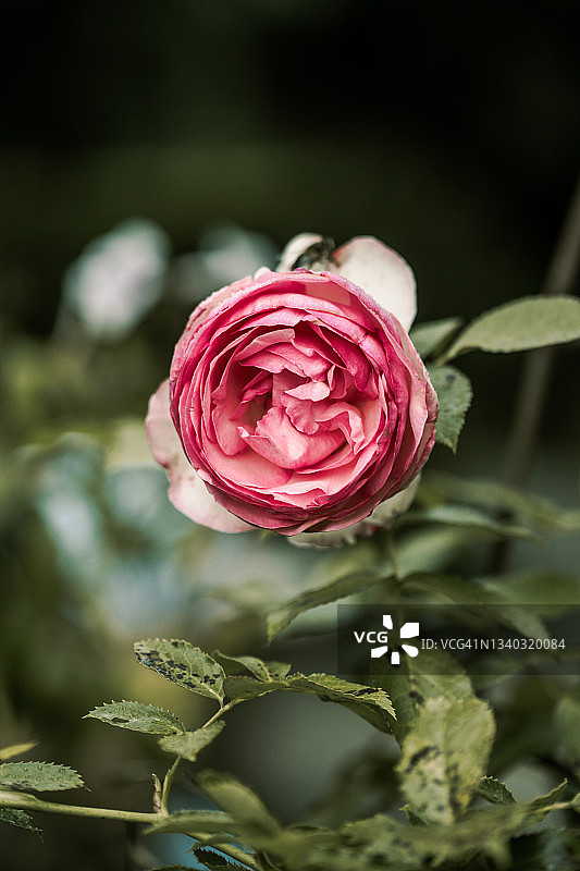 玫瑰花图片素材