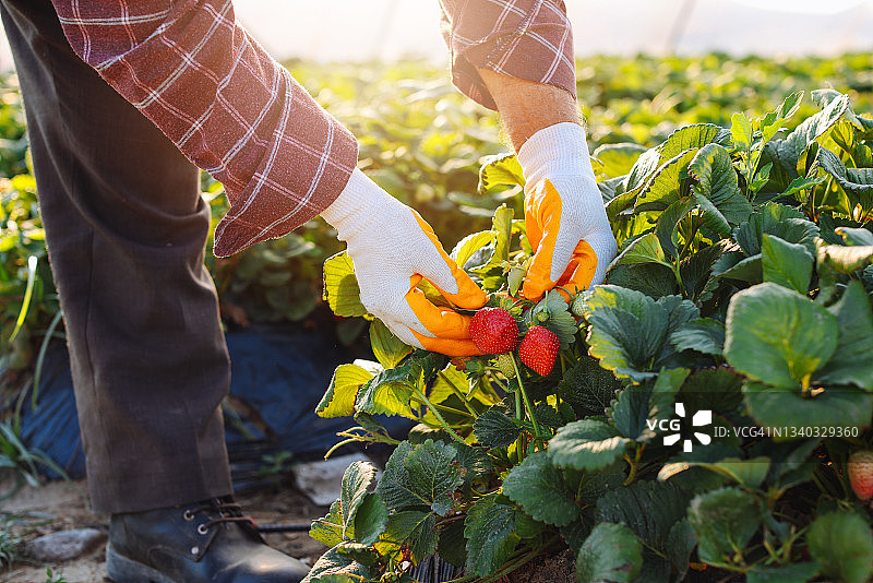 农民在温室里采摘草莓图片素材