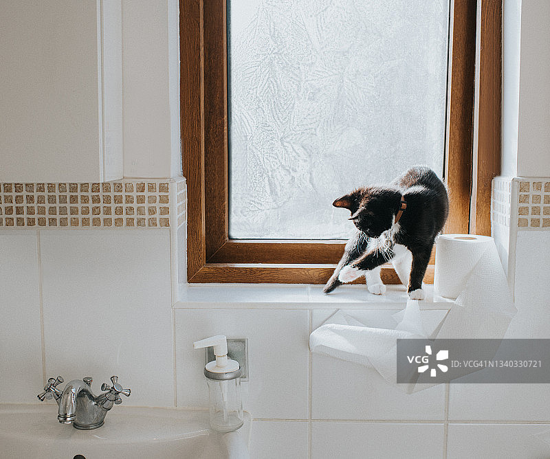 可爱的小猫在浴室窗台上玩卫生纸卷图片素材
