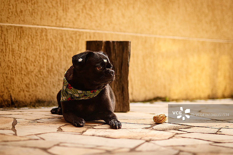 狗肖像图片素材