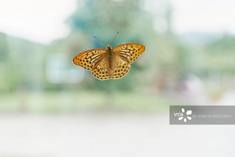 蝴蝶在虚化背景上特写图片素材