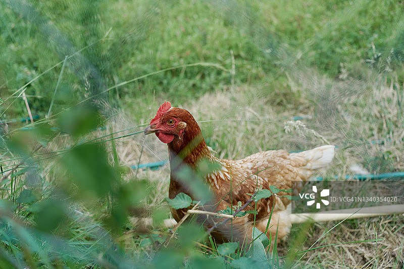阳光下，母鸡在田野里行走的特写图片素材