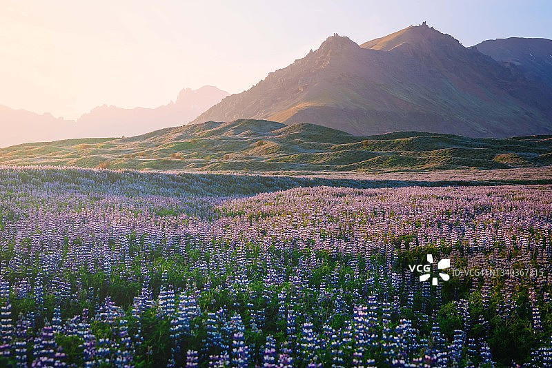 冰岛：夏季日落时盛开的紫色羽扇豆花田图片素材
