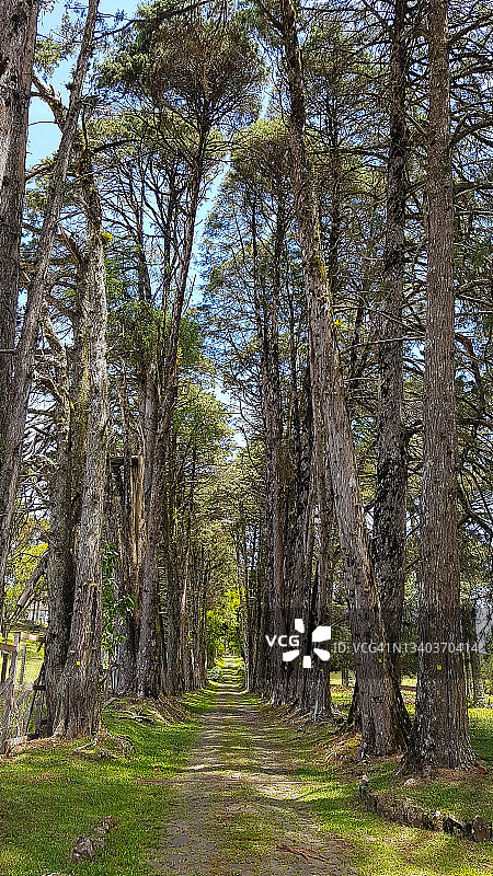巴西南部卡内拉市的乡村场景图片素材