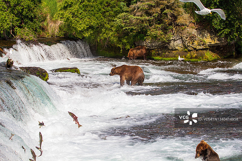 卡特迈国家公园布鲁克斯瀑布的熊，阿拉斯加图片素材