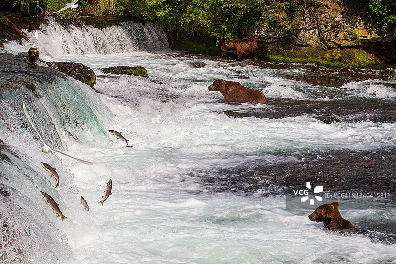 卡特迈国家公园布鲁克斯瀑布的熊，阿拉斯加图片素材