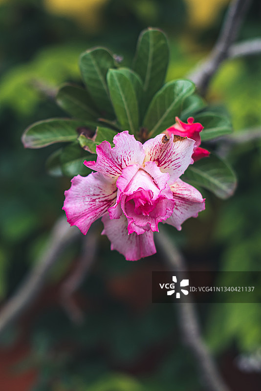 绿色树叶和红色沙漠玫瑰花朵抽象春季背景图片素材