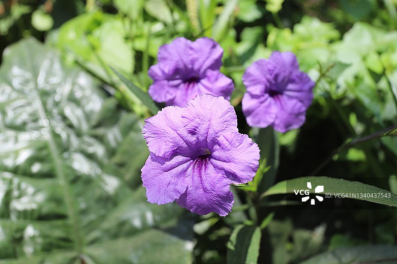 紫色的花图片素材