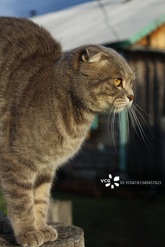 木栅栏上的虎斑苏格兰折耳小猫图片素材