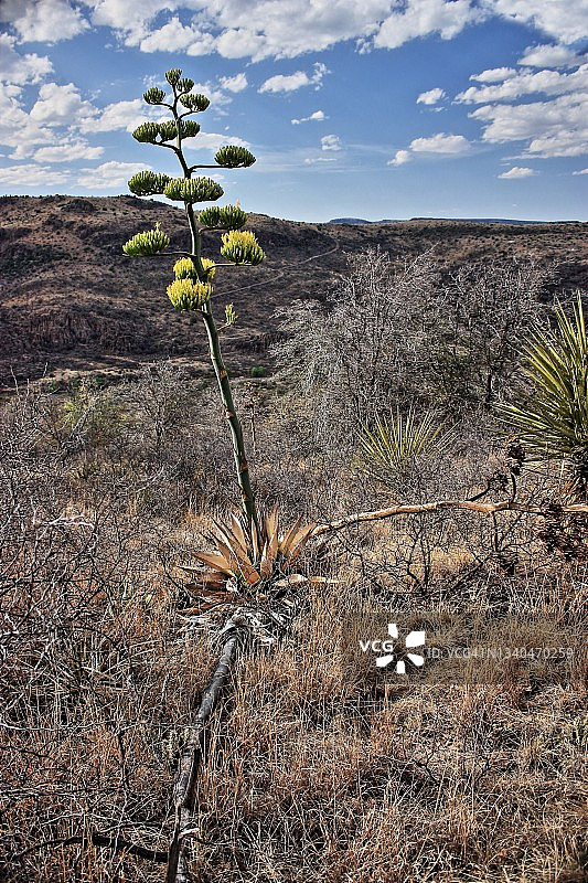 戴维斯山龙舌兰图片素材