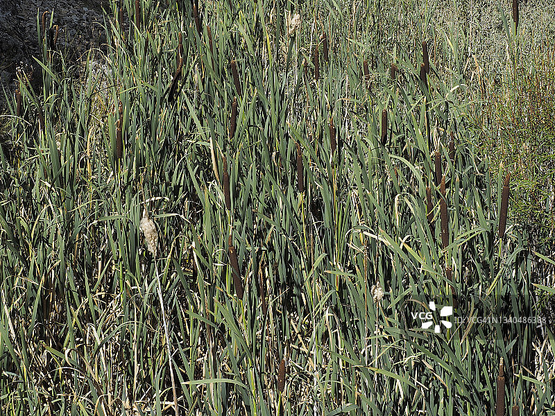 卡洛马德附近的普通香蒲（西班牙特鲁埃尔）图片素材