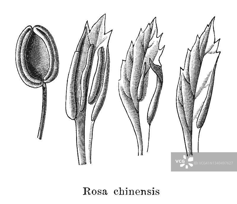 蔷薇科古版画插图图片素材